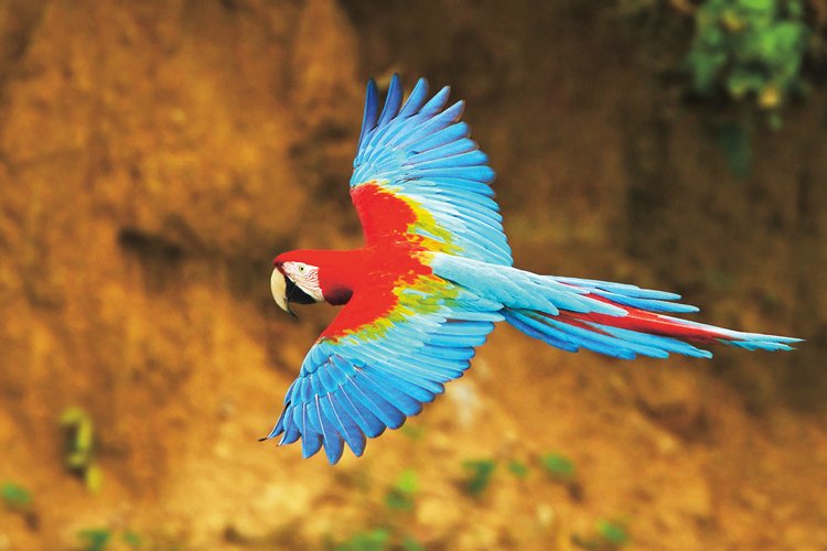 barevný papoušek
